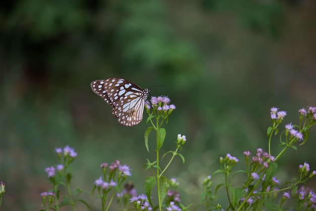 Butterfly on the Flower Plant