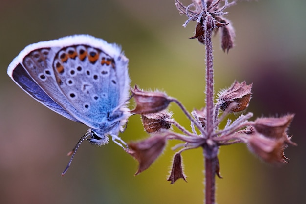 Butterfly on a flower in the sunlight close up.