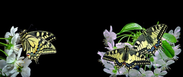 A butterfly on a flower with a black background