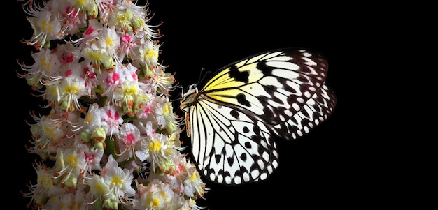 a butterfly on a flower with a black background