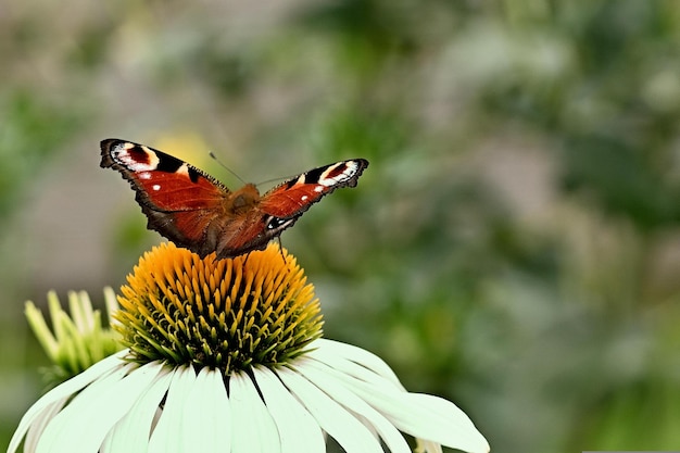 A butterfly on a flower with a green background