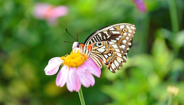 A butterfly on a flower with a yellow center