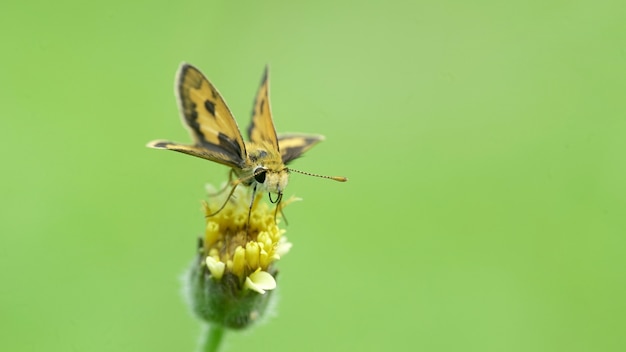 butterfly on the flower