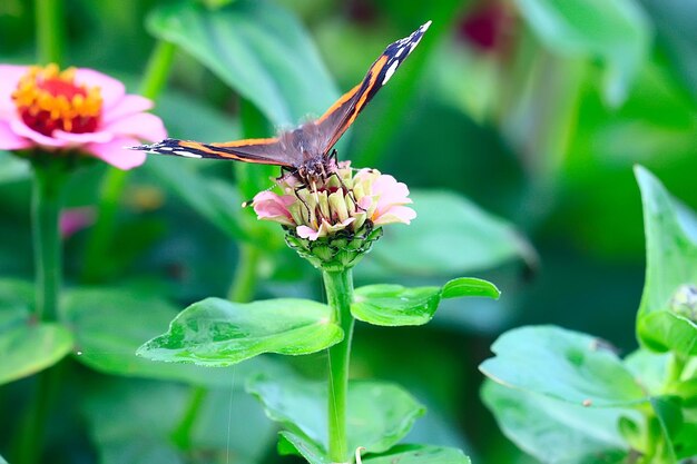 butterfly on a flower