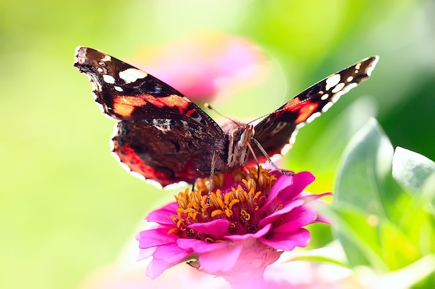 butterfly on a flower