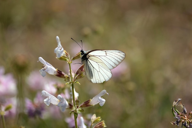 Butterfly On A Flower