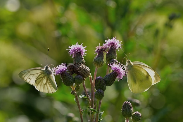 butterfly on a flower