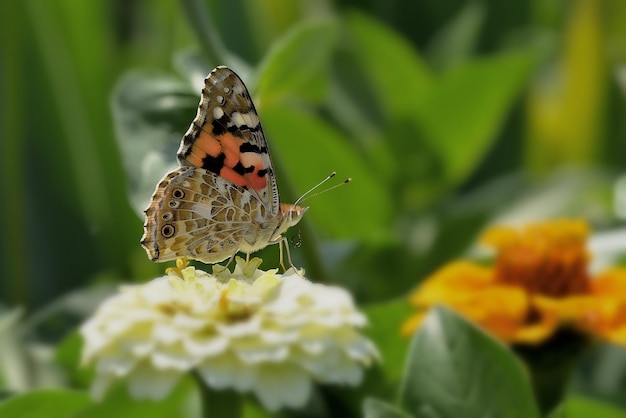 butterfly on flower