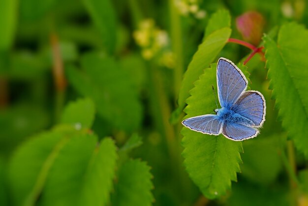 butterfly on a flower