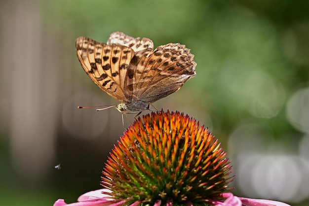 butterfly on flower