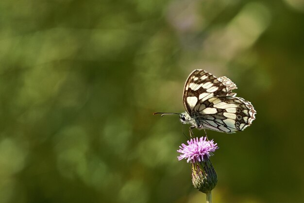 butterfly on a flower