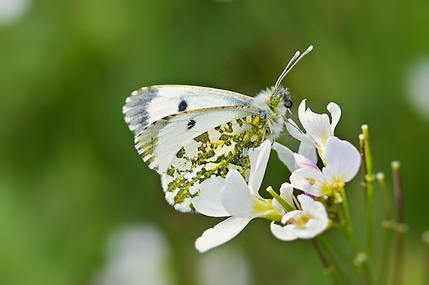 butterfly on a flower