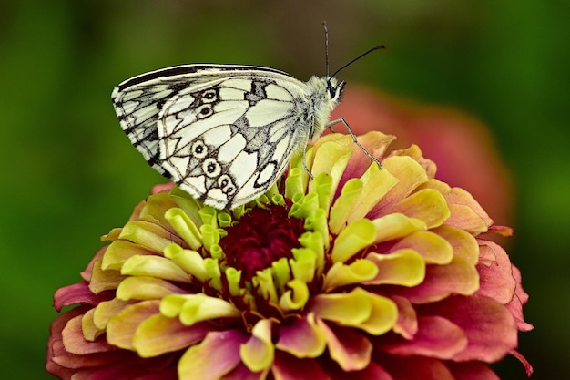 butterfly on flower