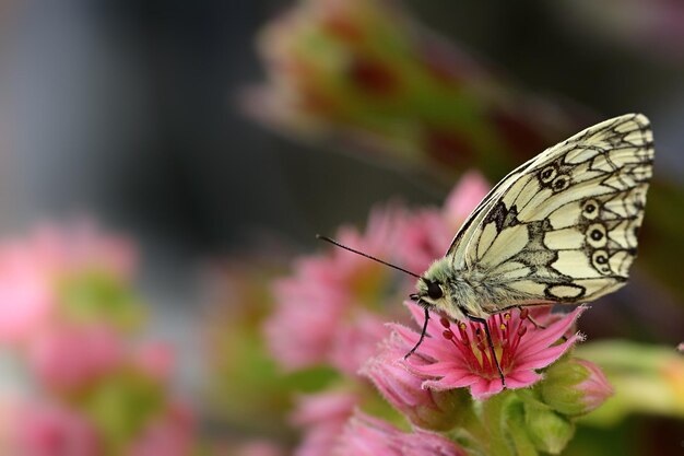 butterfly on flower