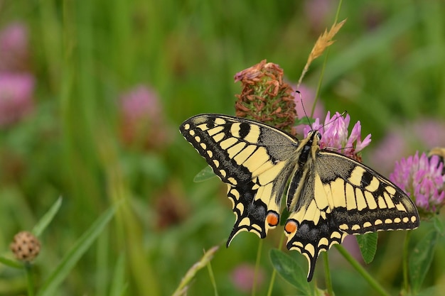 butterfly on a flower