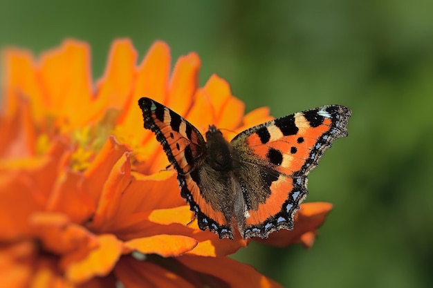 butterfly on flower