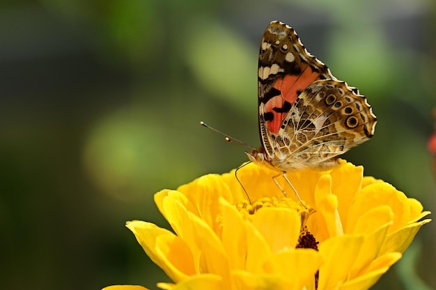 butterfly on flower