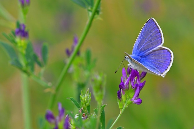 butterfly on a flower