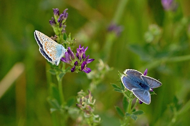 butterfly on flower