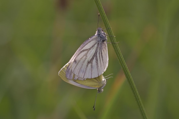 butterfly on flower