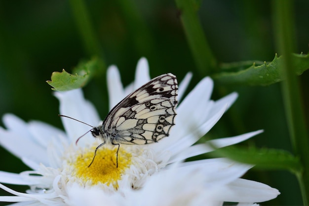 butterfly on flower