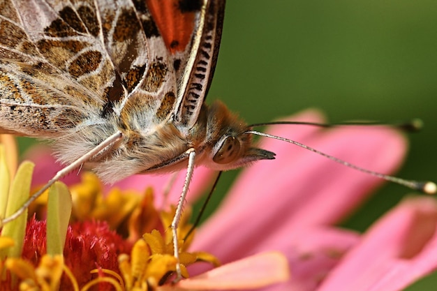 butterfly on a flower