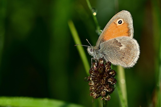 butterfly on a flower