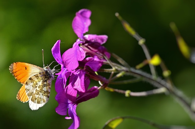 butterfly on a flower