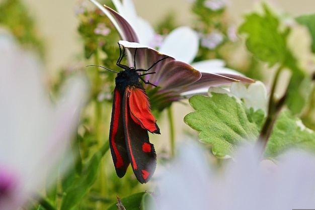 butterfly on flower