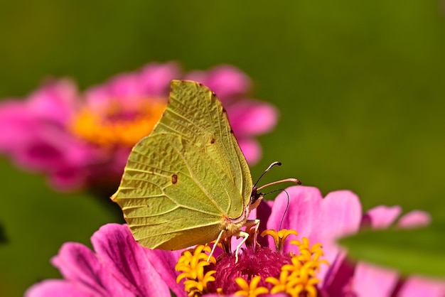 butterfly on flower