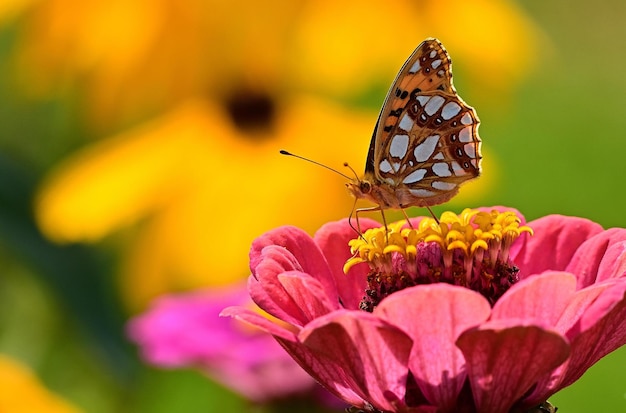 butterfly on flower