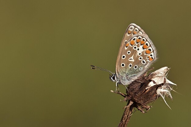 butterfly on flower