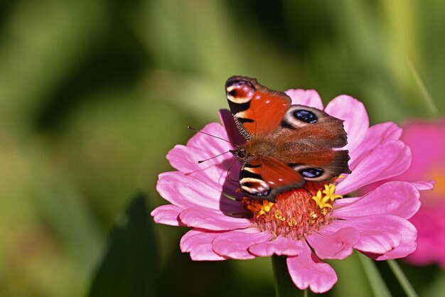 butterfly on flower