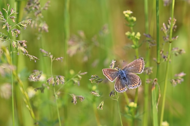 butterfly on flower