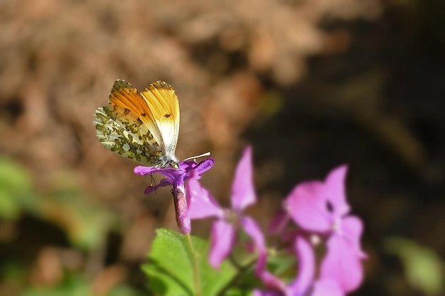 butterfly on flower