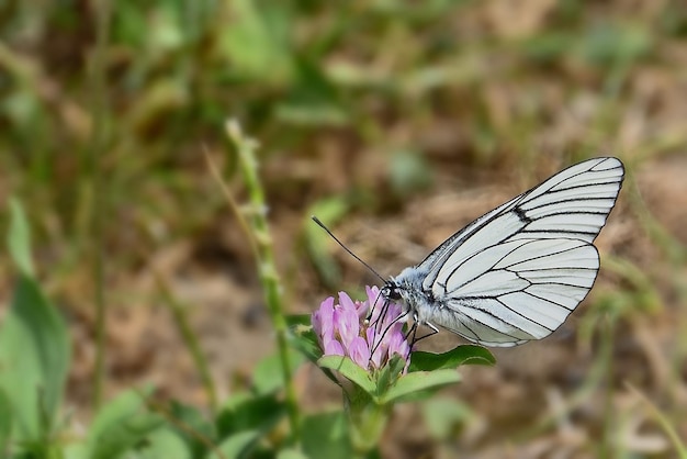 butterfly on a flower