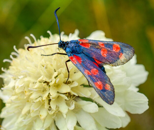 Butterfly on flower