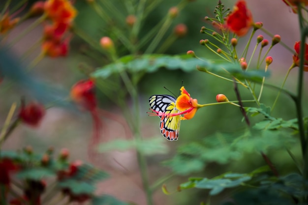 Butterfly on the flower