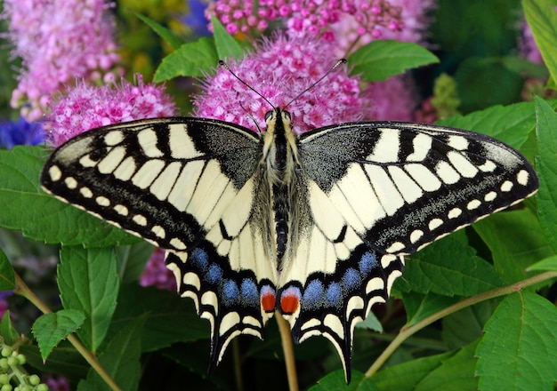 butterfly on a flowering meadow