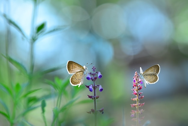 butterfly on flowers with bokeh background