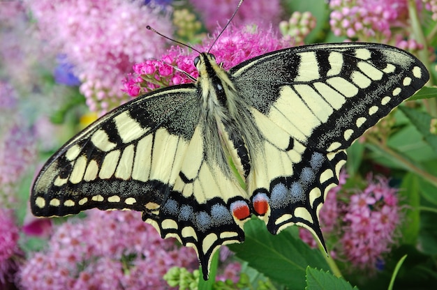 Butterfly on flowers