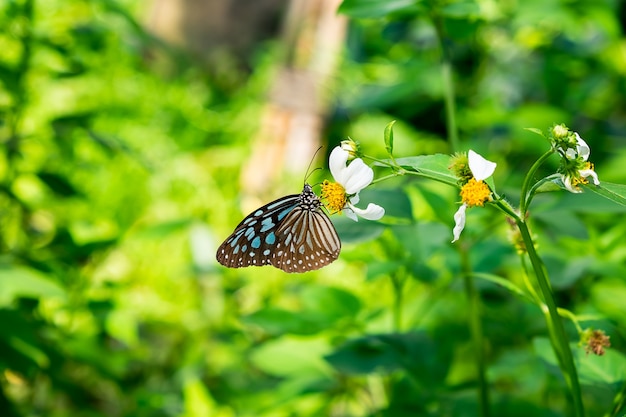 Butterfly and Flowers