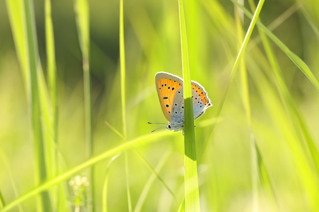 Butterfly among the fresh green grass in the sunshine