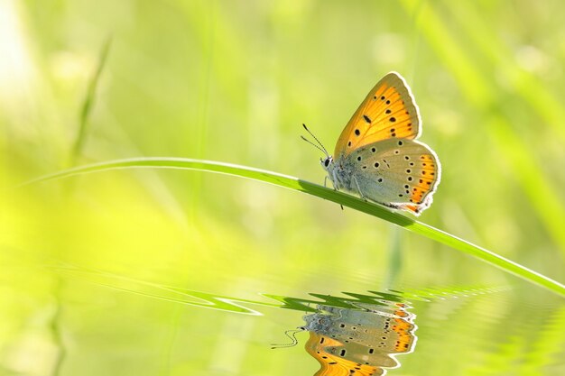 Butterfly among the fresh green grass in the sunshine