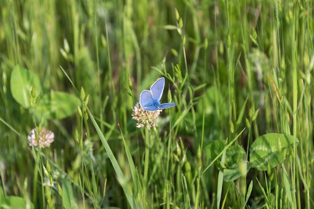 Butterfly in the grass on a meadow closeup. Beautiful summer nature.