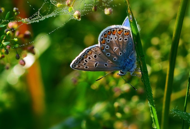 butterfly on the grass