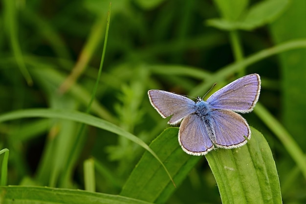 butterfly on green grass