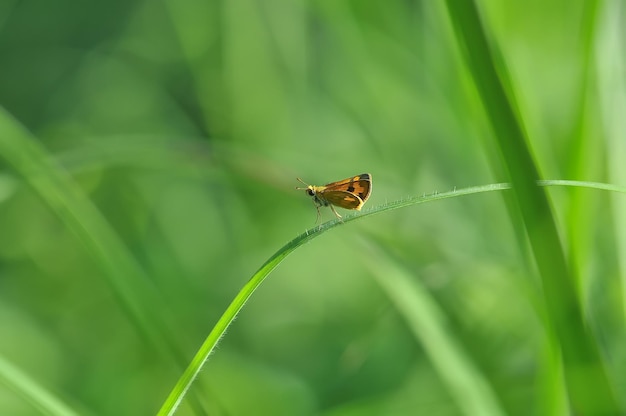 butterfly on a green leaf