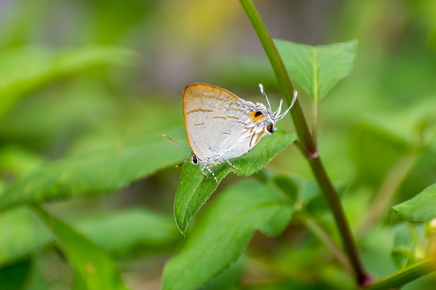 butterfly on green leaf