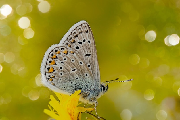 butterfly on a green leaf